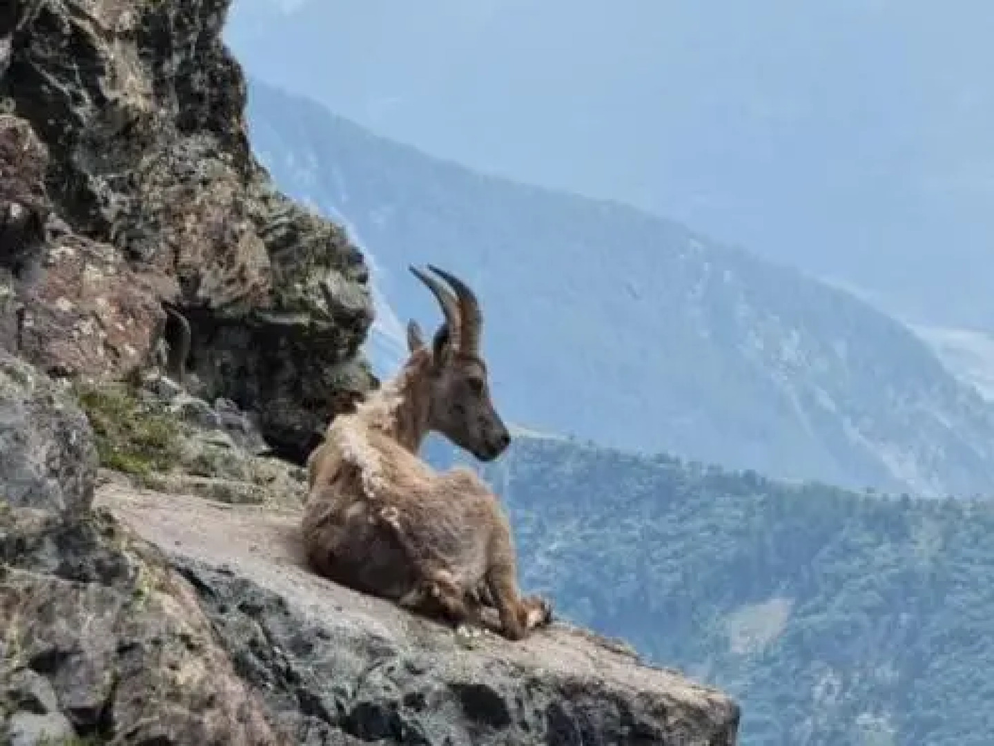 House Les chalets shangrila