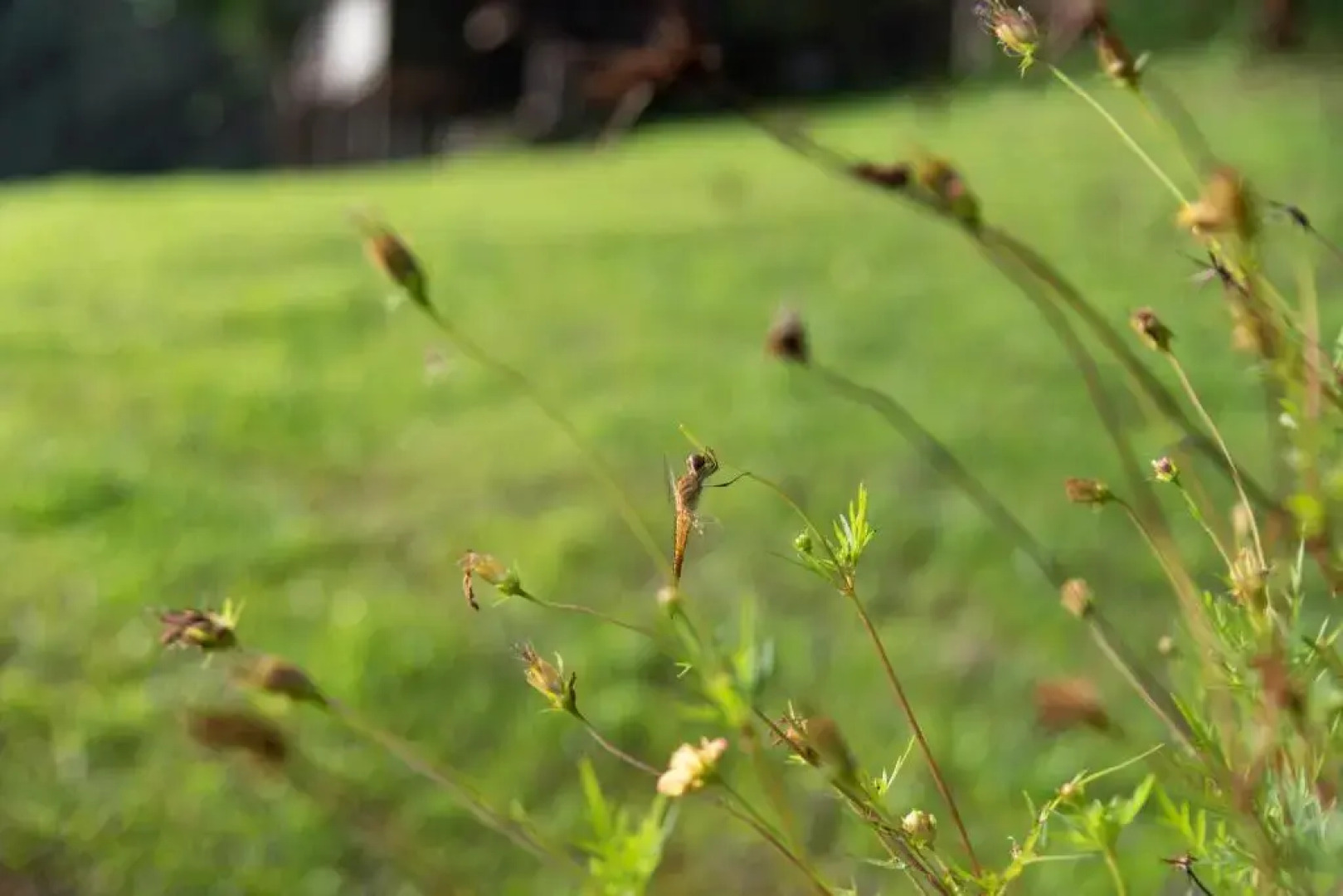 Tawan Riverside - Elephant Resort