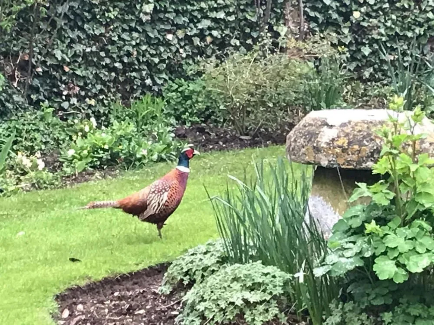 Pigeon House Cottage B&B