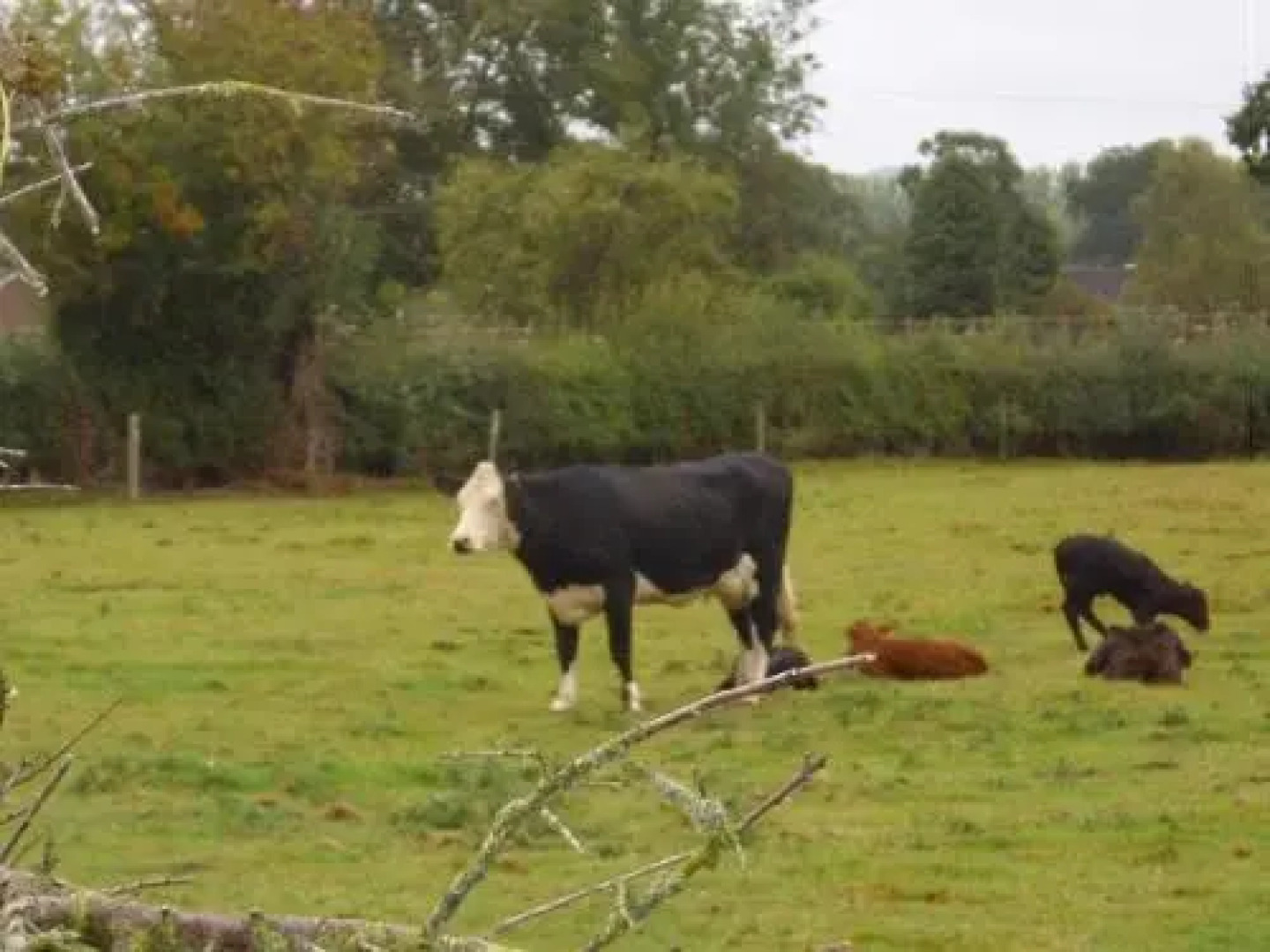 The Golden Lion Hotel