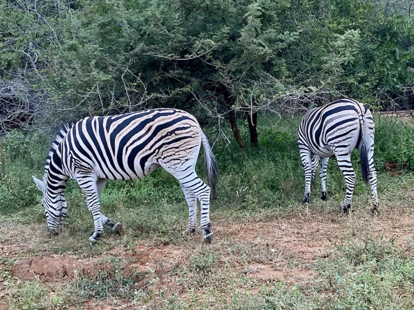 Rhinos Rest