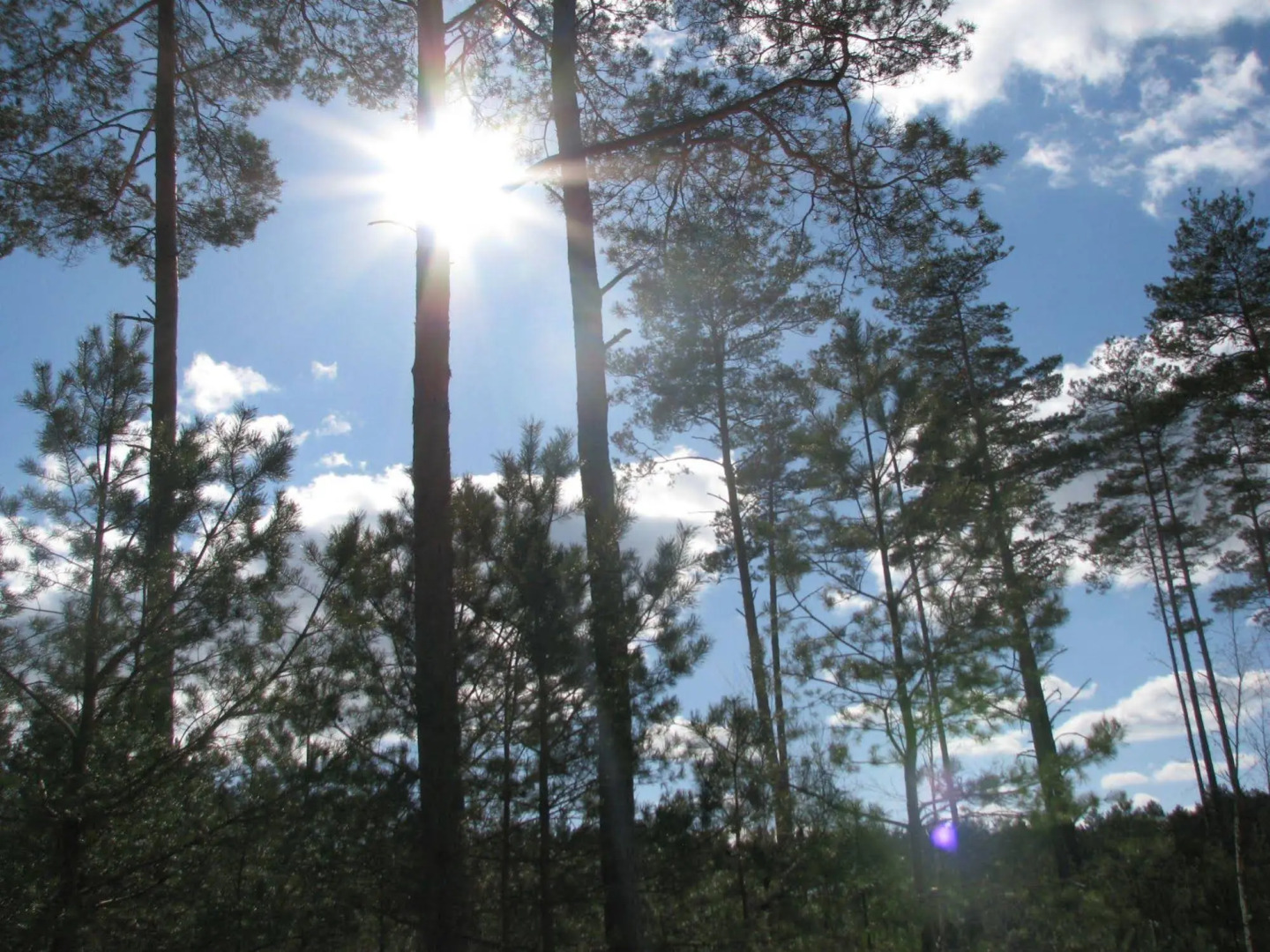 Rezydencja nad jeziorem - Pestkownica