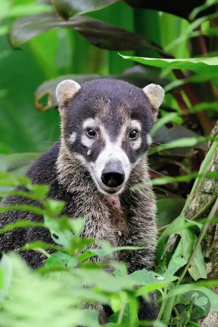 Villa Bruno - Terrace - Jungle - Birdwatching
