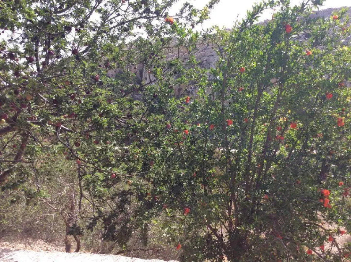 La Villa di Zazopetra