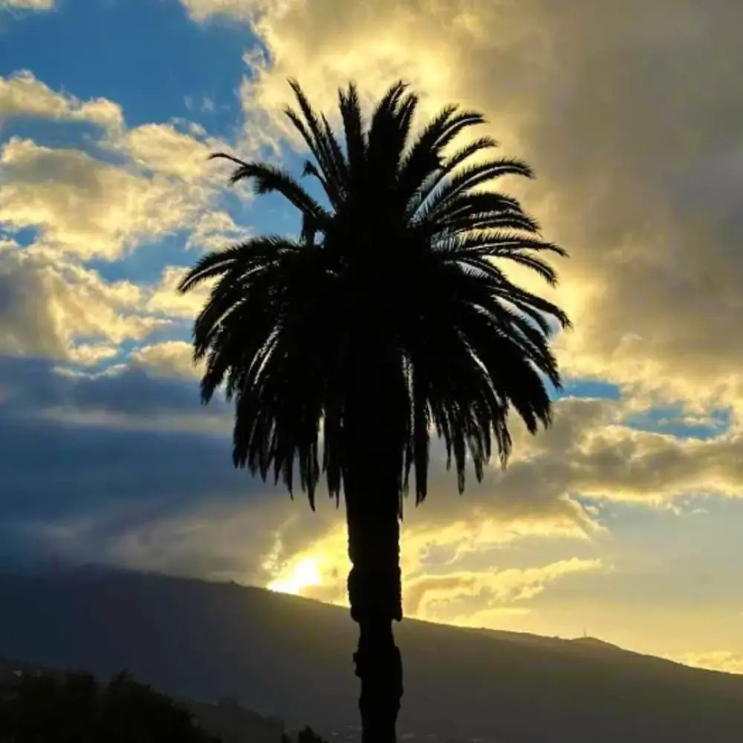 Villa in La Orotava 7 Bedrooms 1 bed 7 Baths