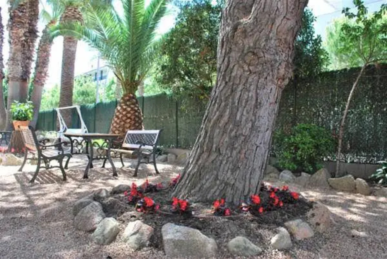 Apartamentos Les Palmeres