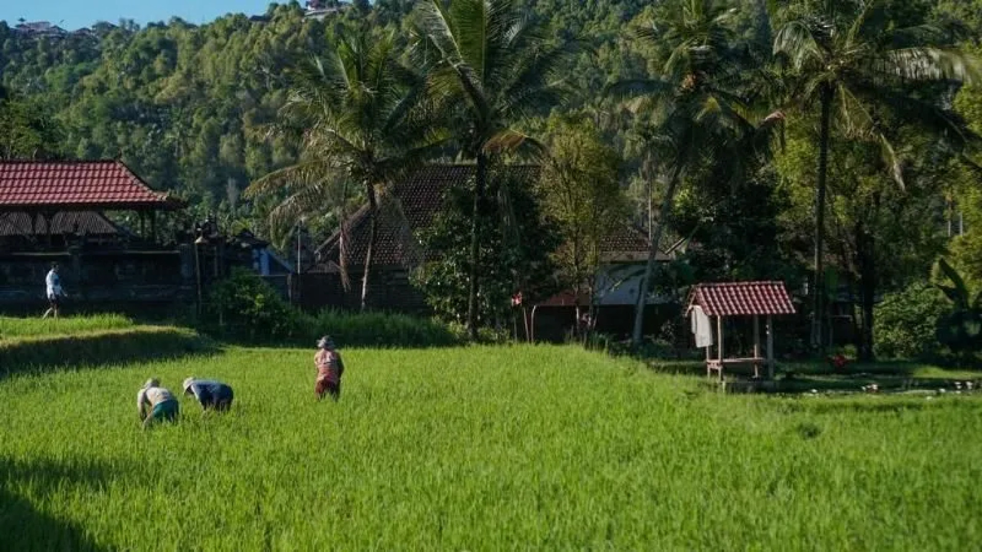 Damarwidi Glamping - Campsite