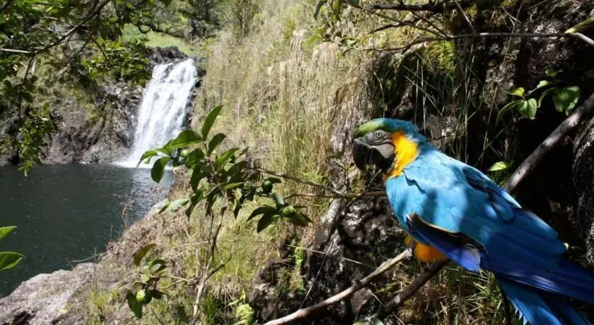 Three Bedroom at Buddhas Cup Retreat at Lelekaae Falls