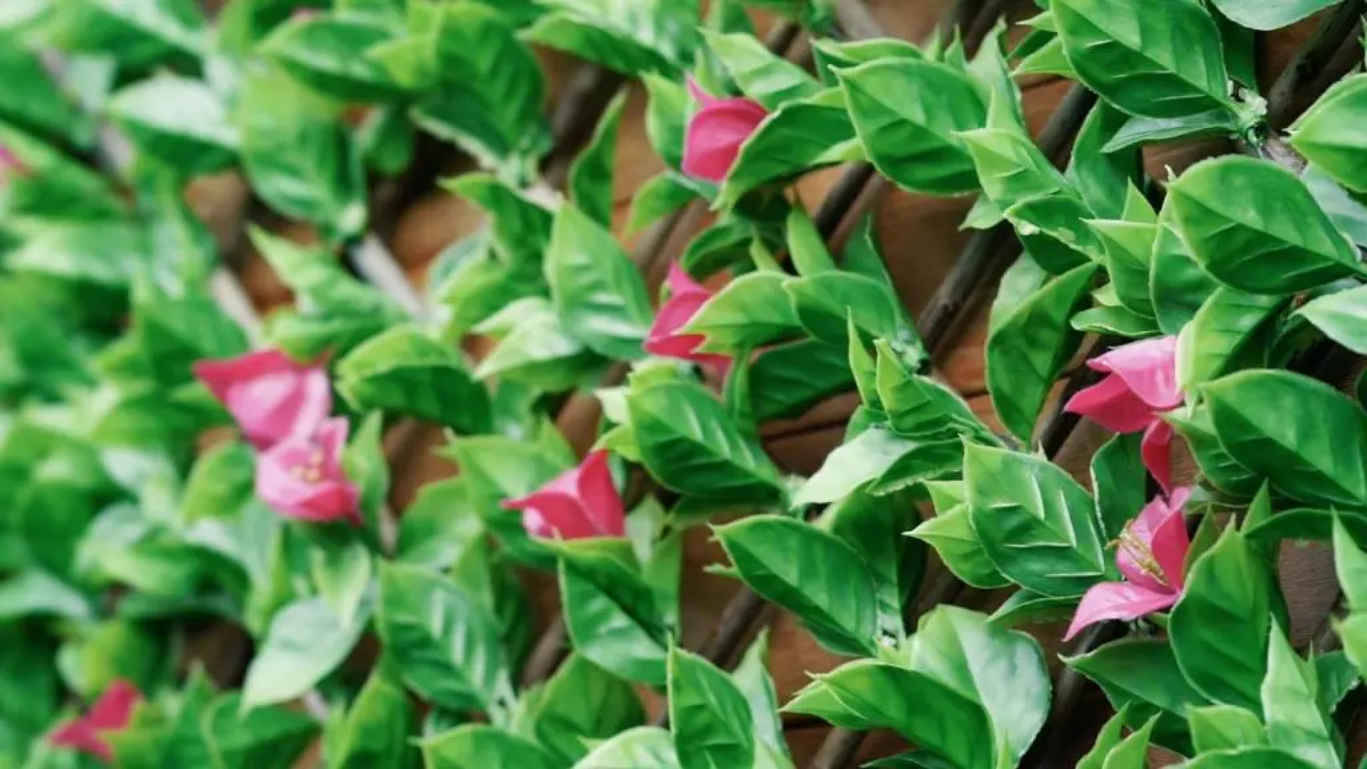 Blue Apartment, 2 Bedroom with Balcony, Netflix