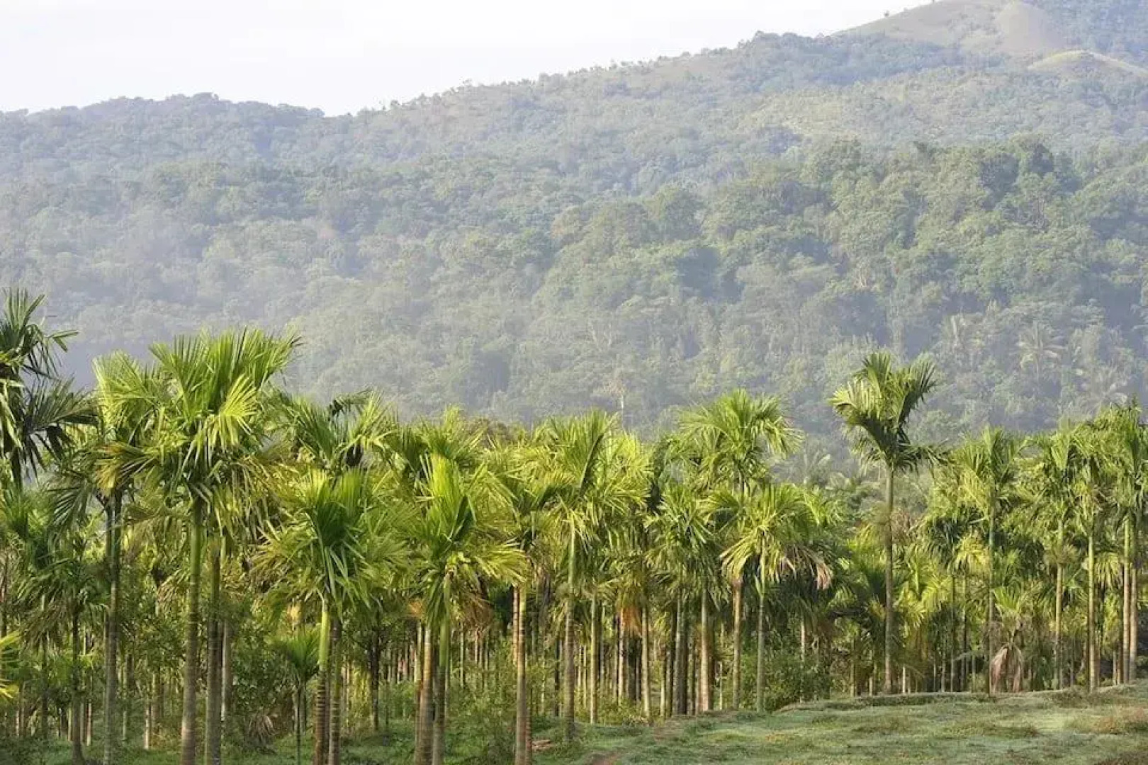 Kalindi River Resort