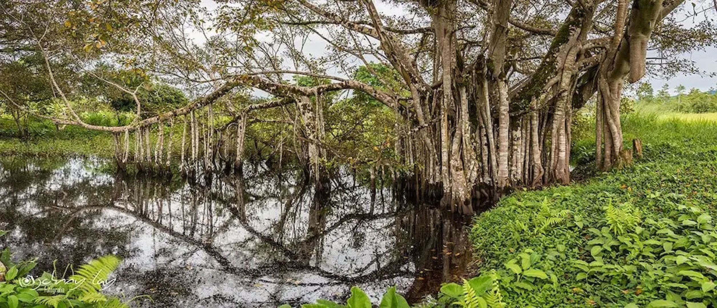 Hotel Natural Green Lounge