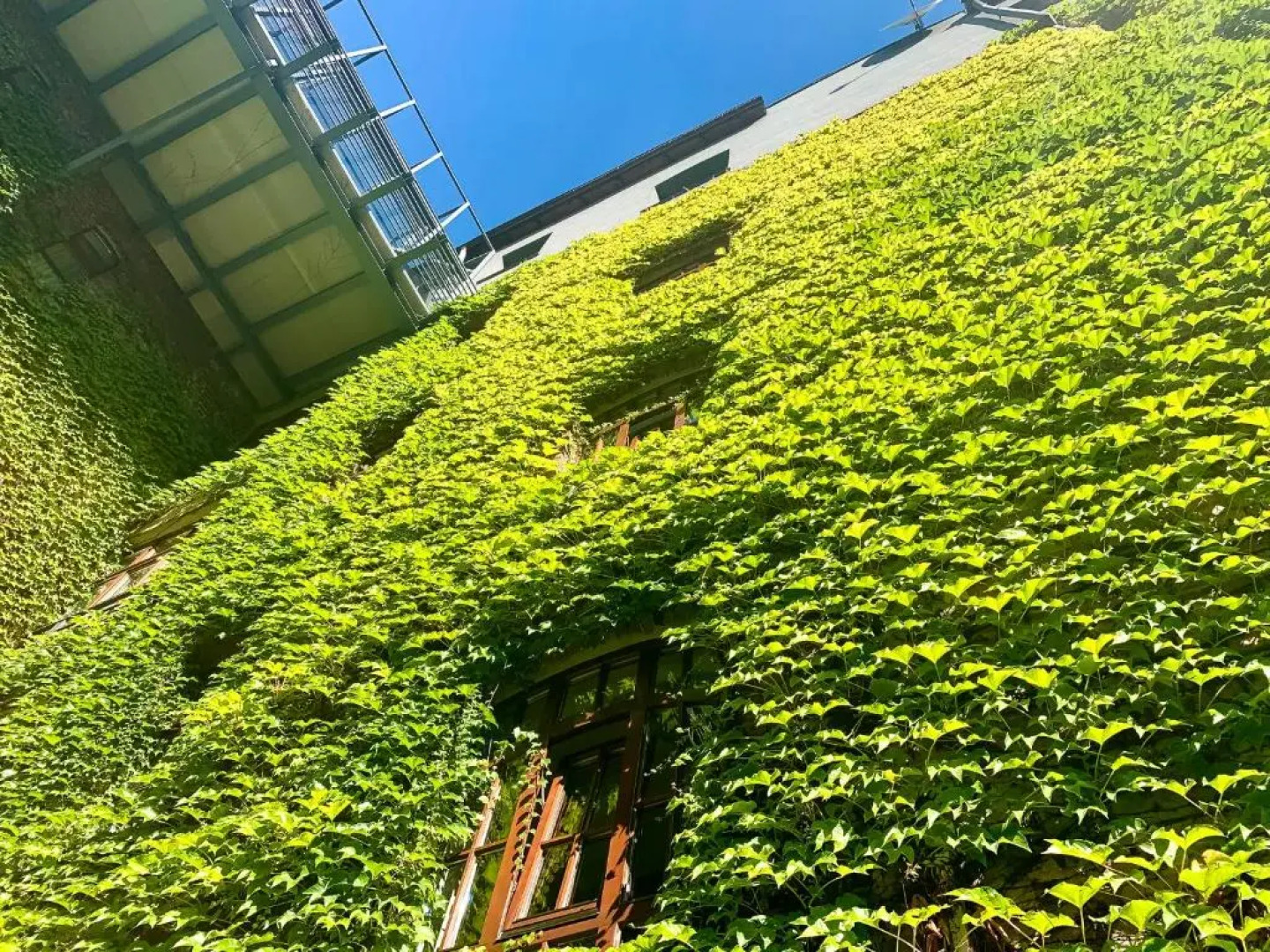 Hornigold w Zielonej Kamienicy