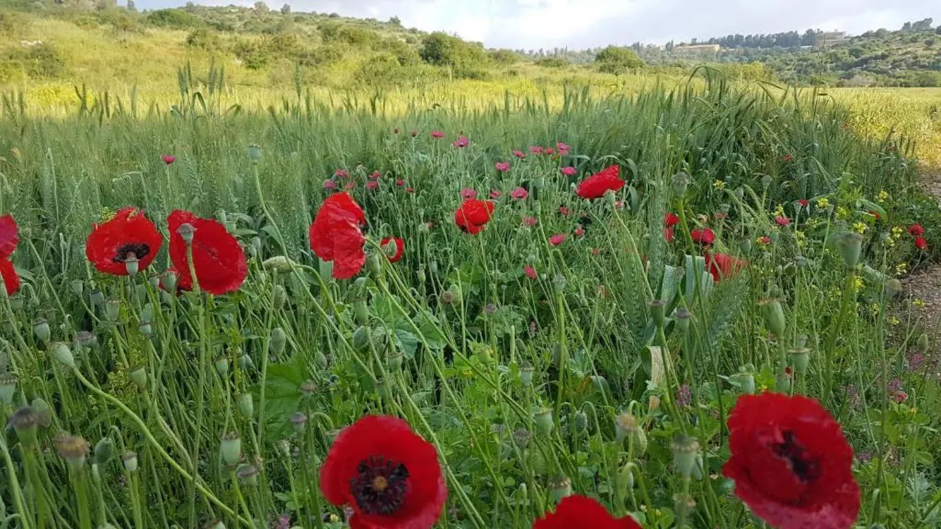Hemdatya Stone Suites In The Galilee