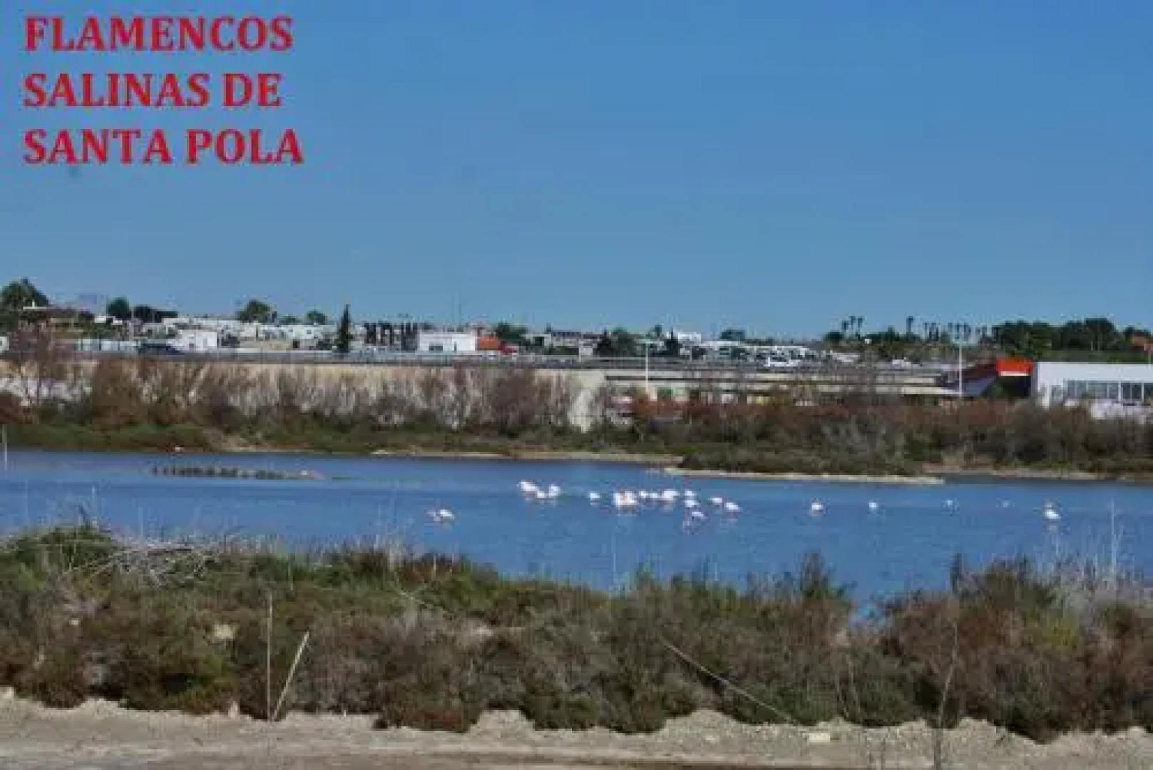 Estudio Marina de Santa Pola