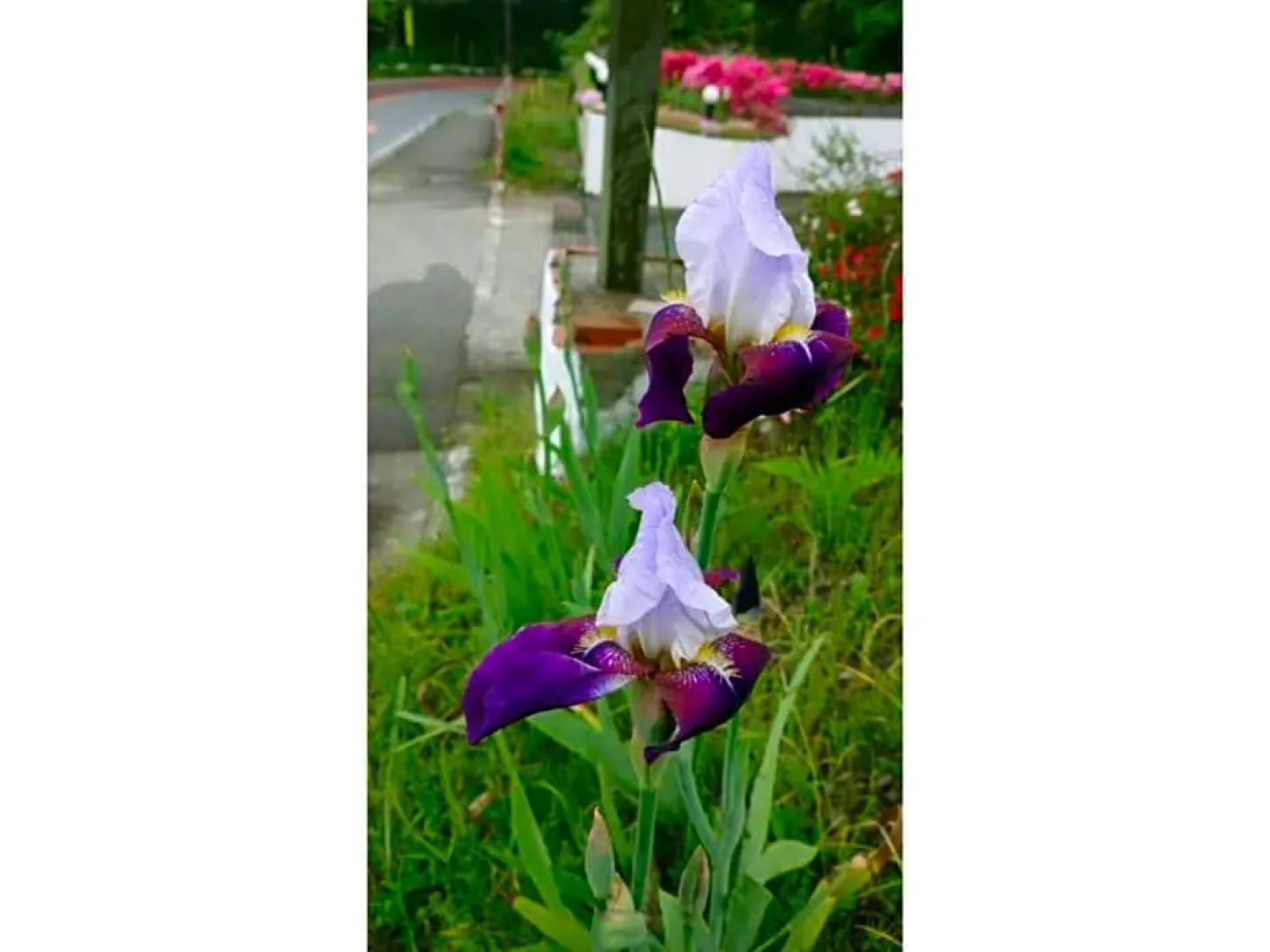 Flower Villa Sagamiko - Vacation STAY 04716v