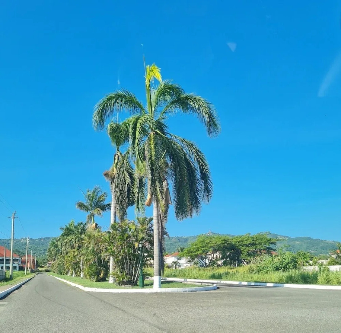 Tropical Paradise Retreat in St Ann's