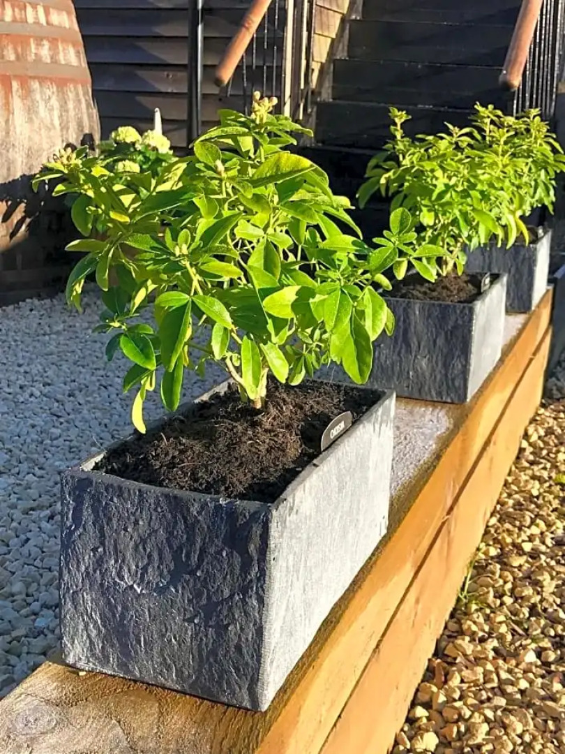 The Queen Matilda Country Inn & Rooms