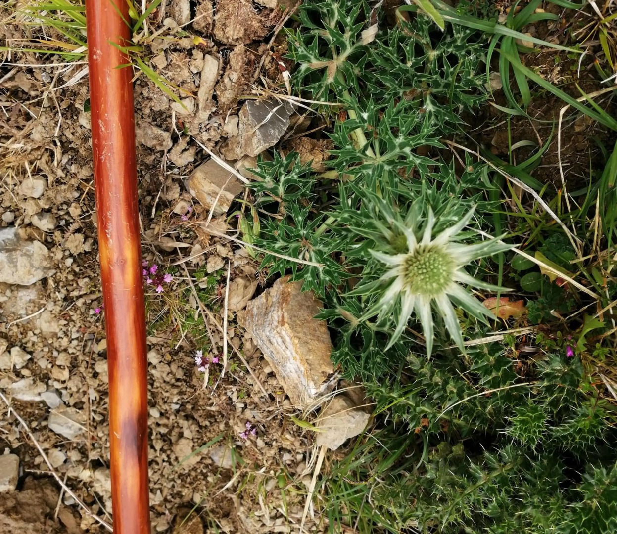 Logis Hotel Xoko-Goxoa