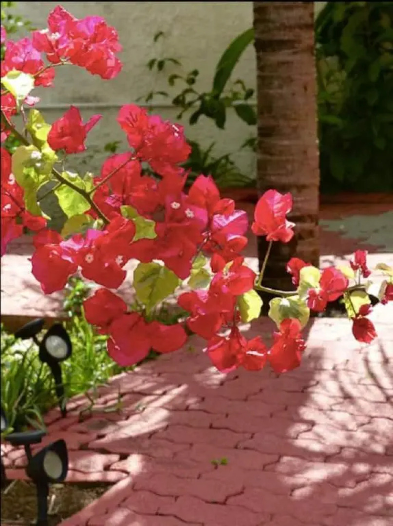 Villa Belifage Verte