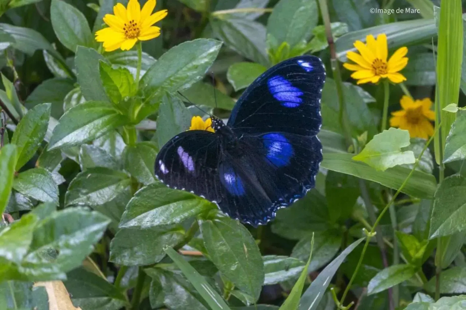 Villa Uma Ayu Sidemen