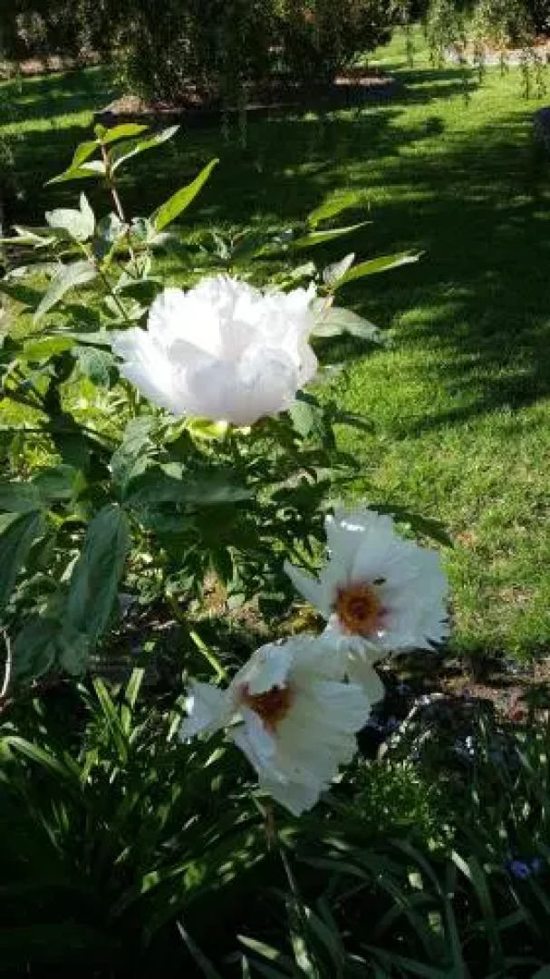 Wisteria Lodge Bed and Breakfast