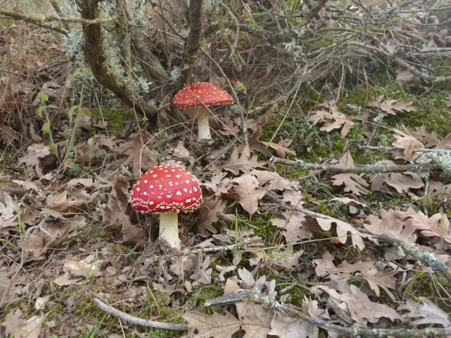 El Caseron de Linarejos