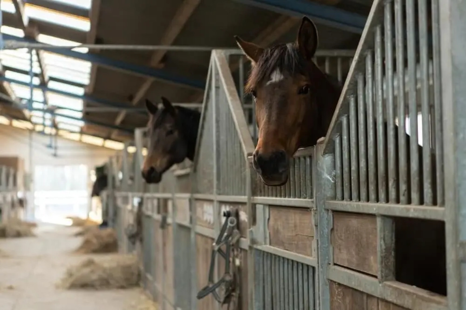 Hotel Gut Tribbevitz