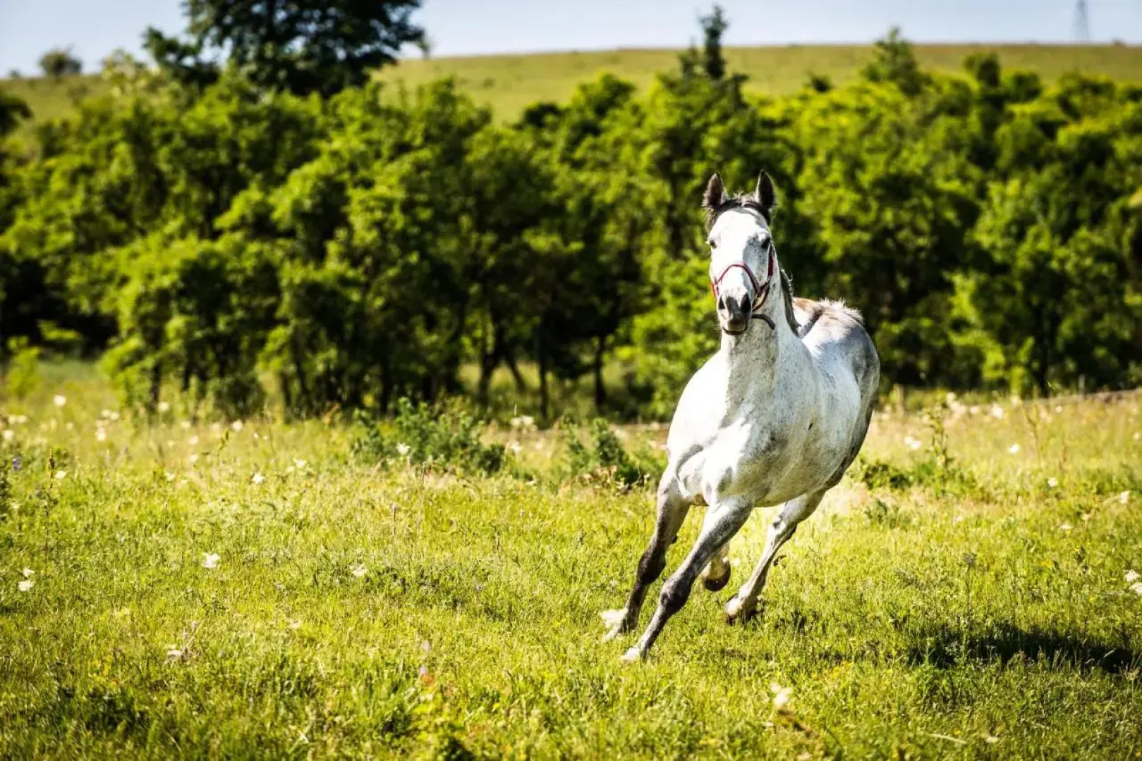 Archia Mansion Boutique Hotel