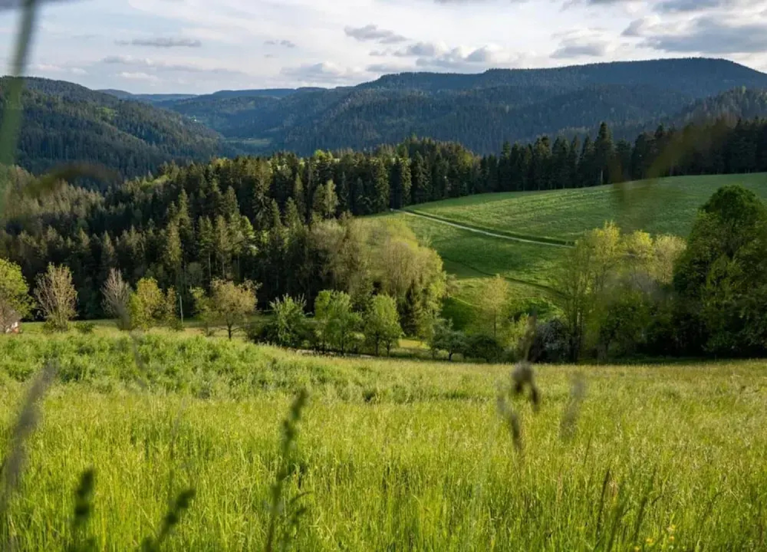 Cosy Farmhouse Apartment at the Edge of the Forest