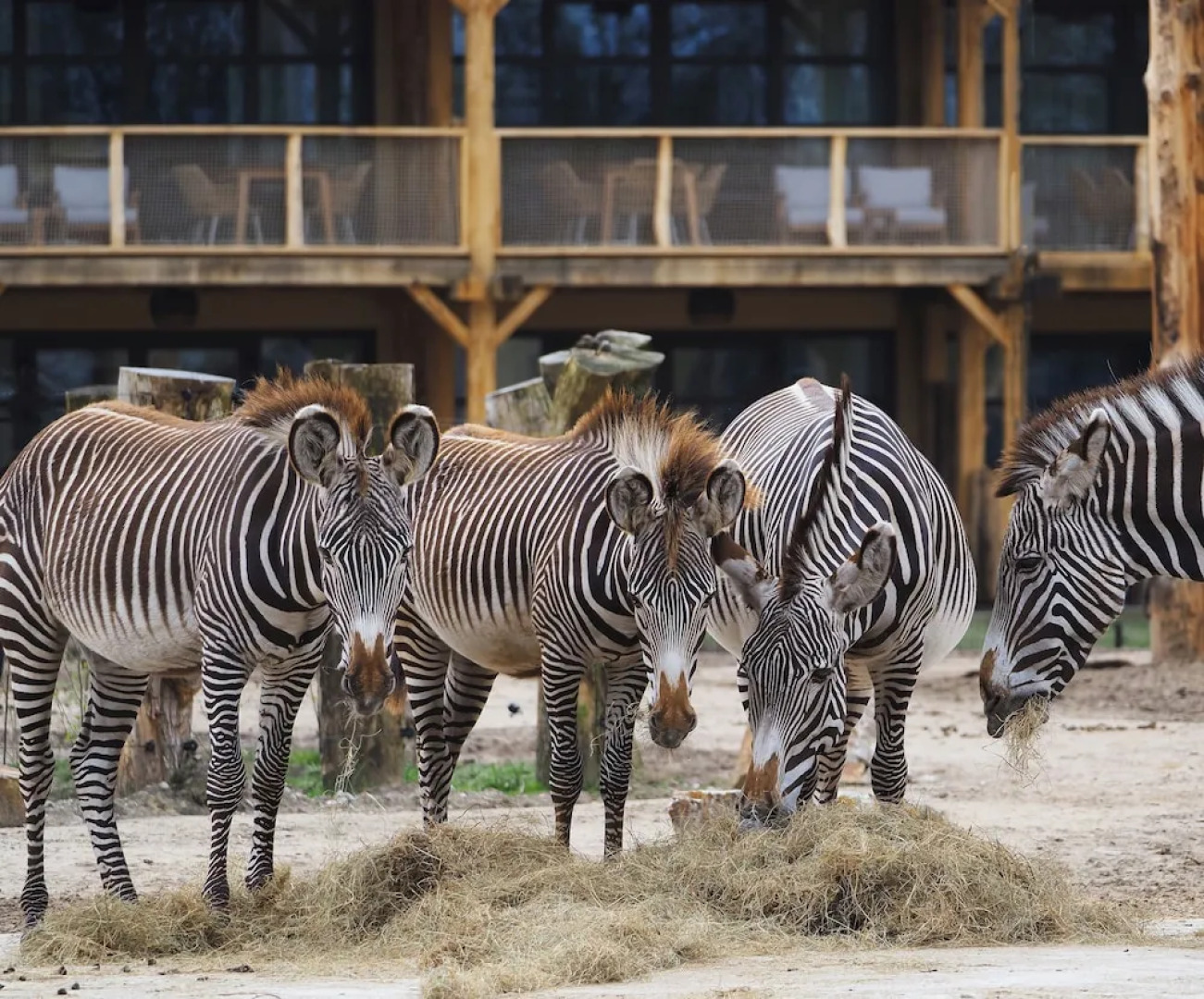 Safari Hotel Beekse Bergen