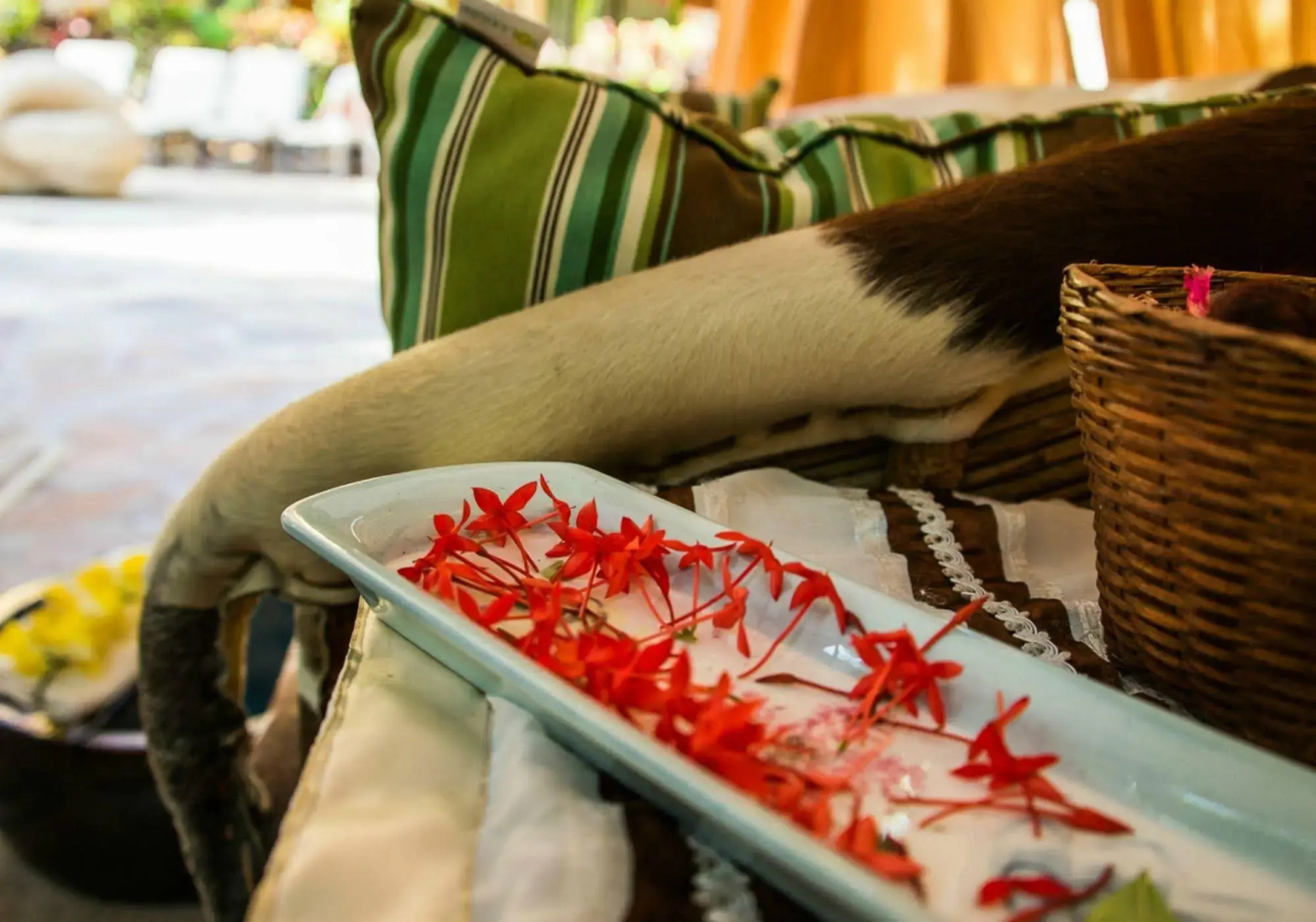 Tropicana Los Cabos, Tapestry Collection by Hilton
