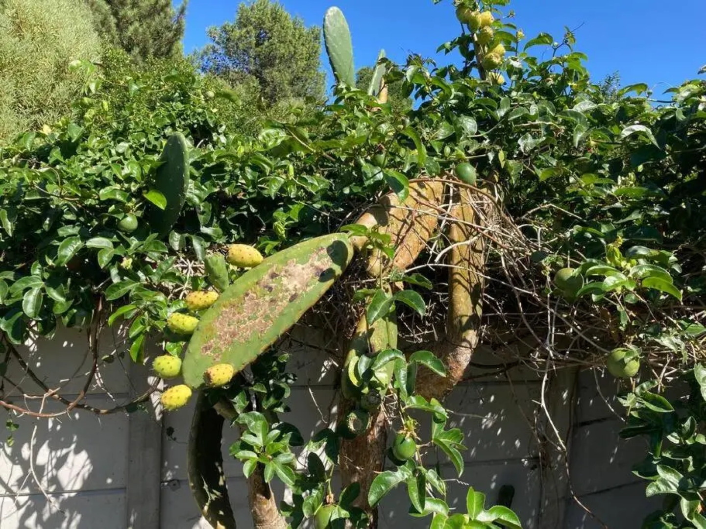 Gardenroute Accomodation 750 Mtr. the Beach