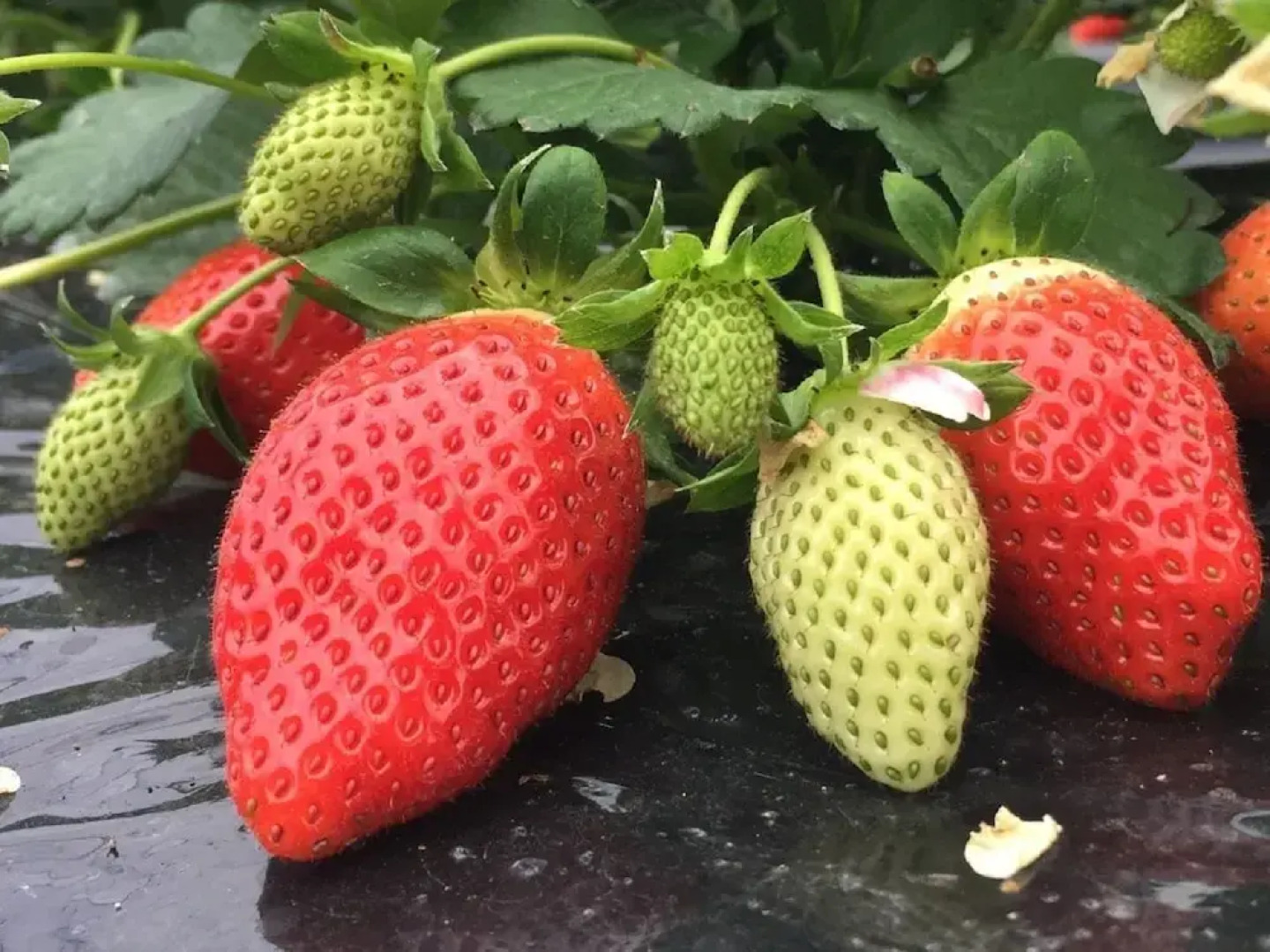 Abbey Road Inn Seika