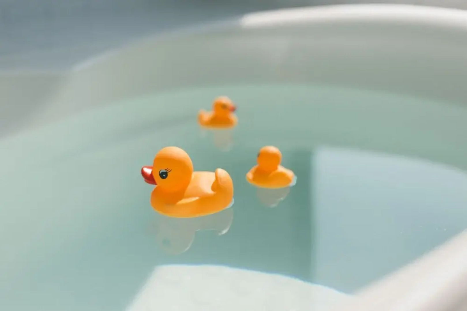 Blue Steak Wonder Senaha