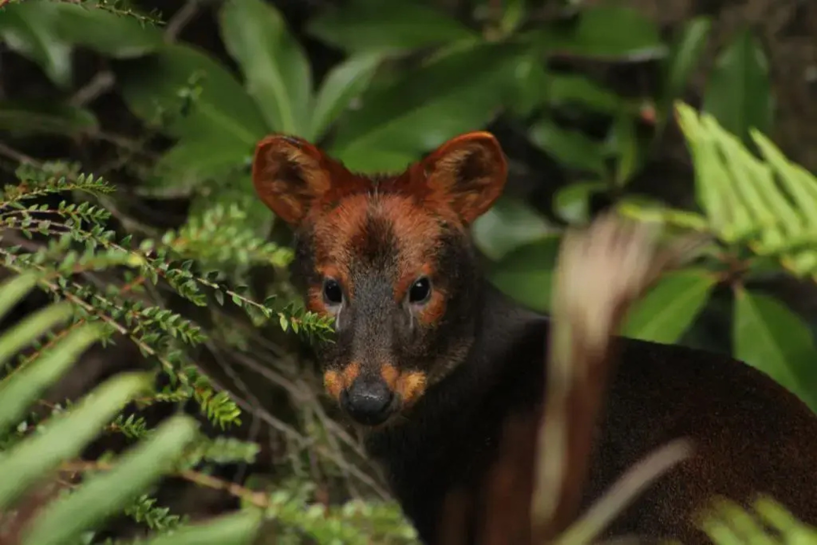 Lodge Parque Tepuhueico