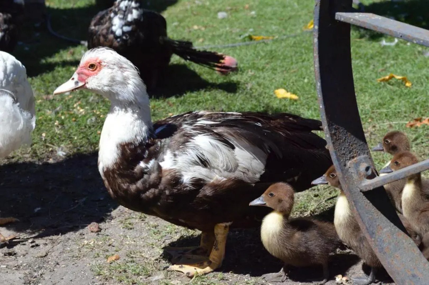 Complejo Dulcería El Cazador y cabañas