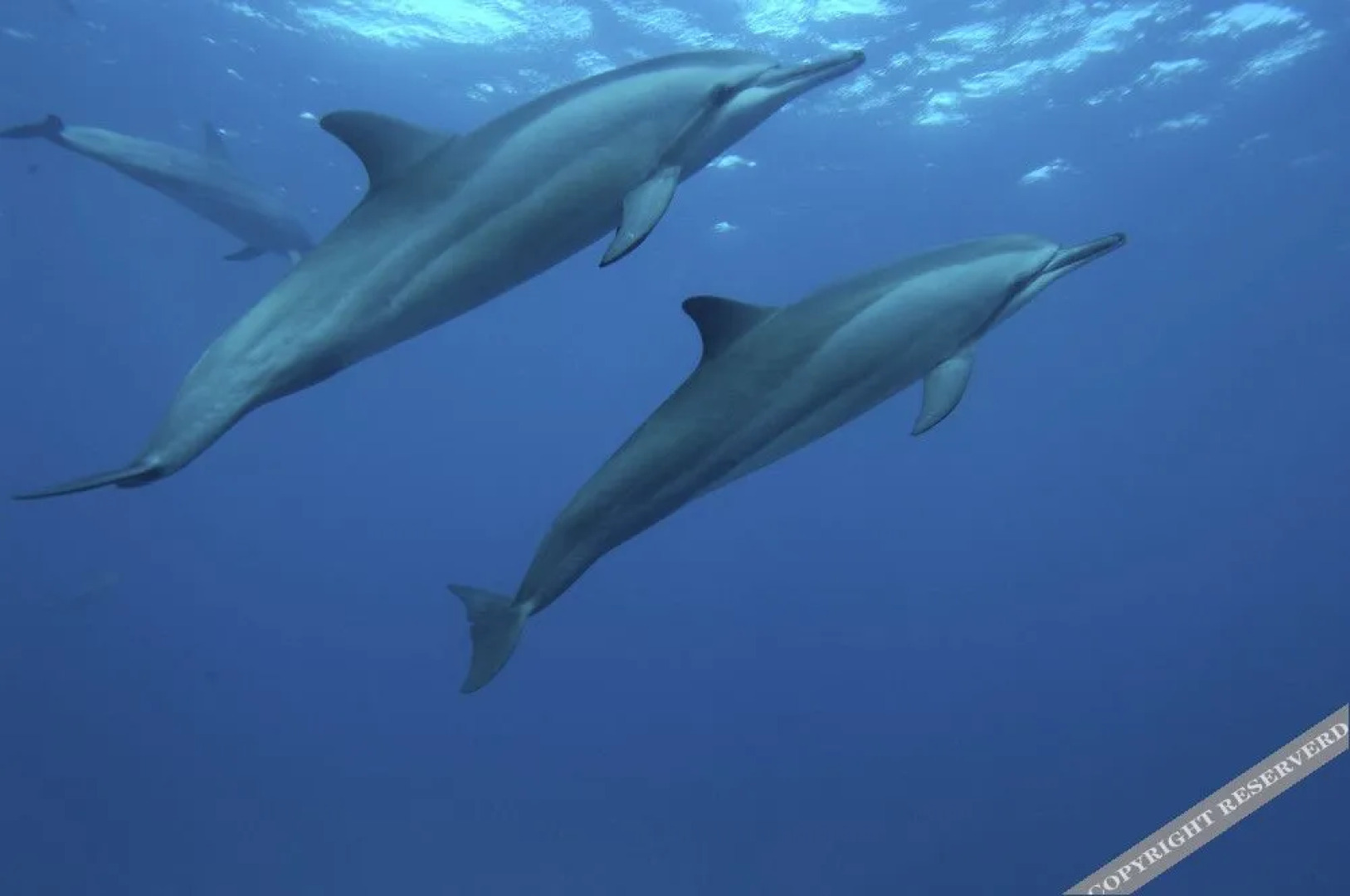 Pousada Ilha E Mar - Noronha