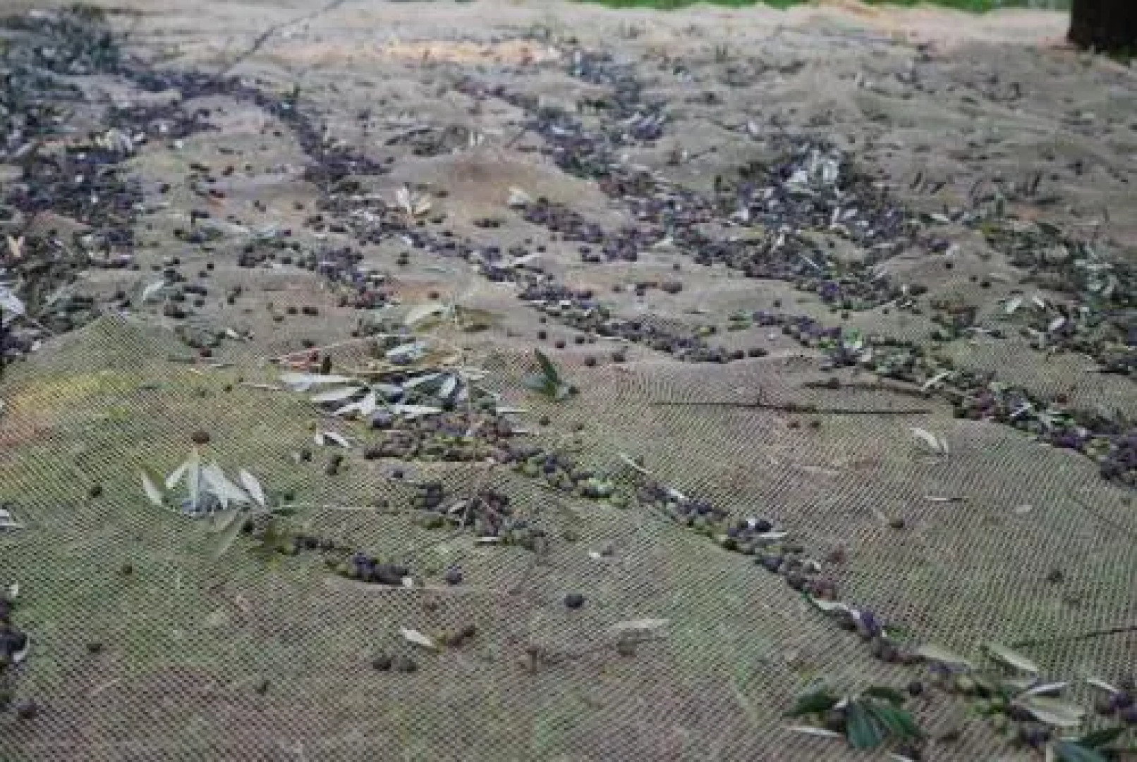 Agriturismo Terra E Sole