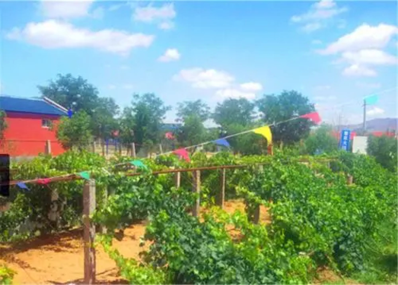 Shapotou Damo Qingyuan Farmstay