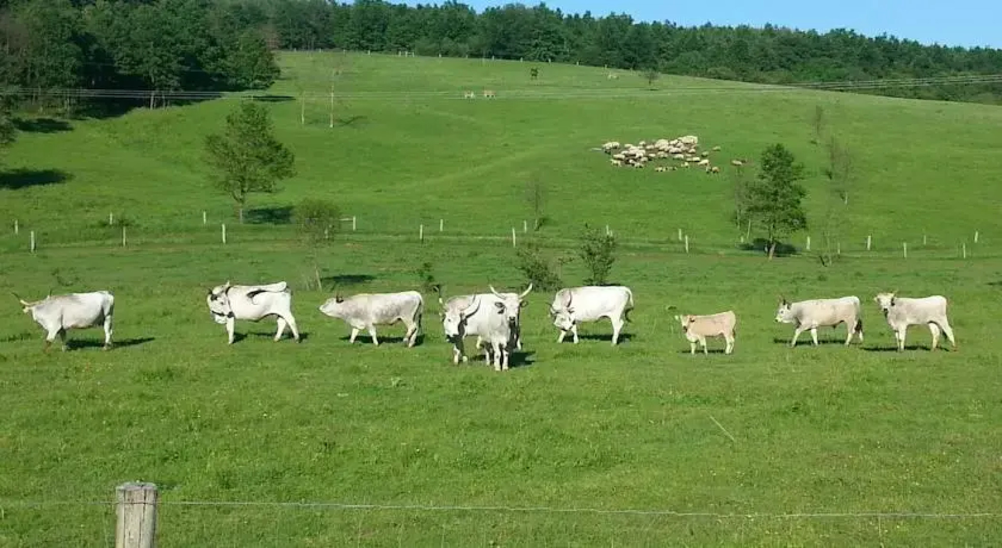 VígKend Szálló Kán