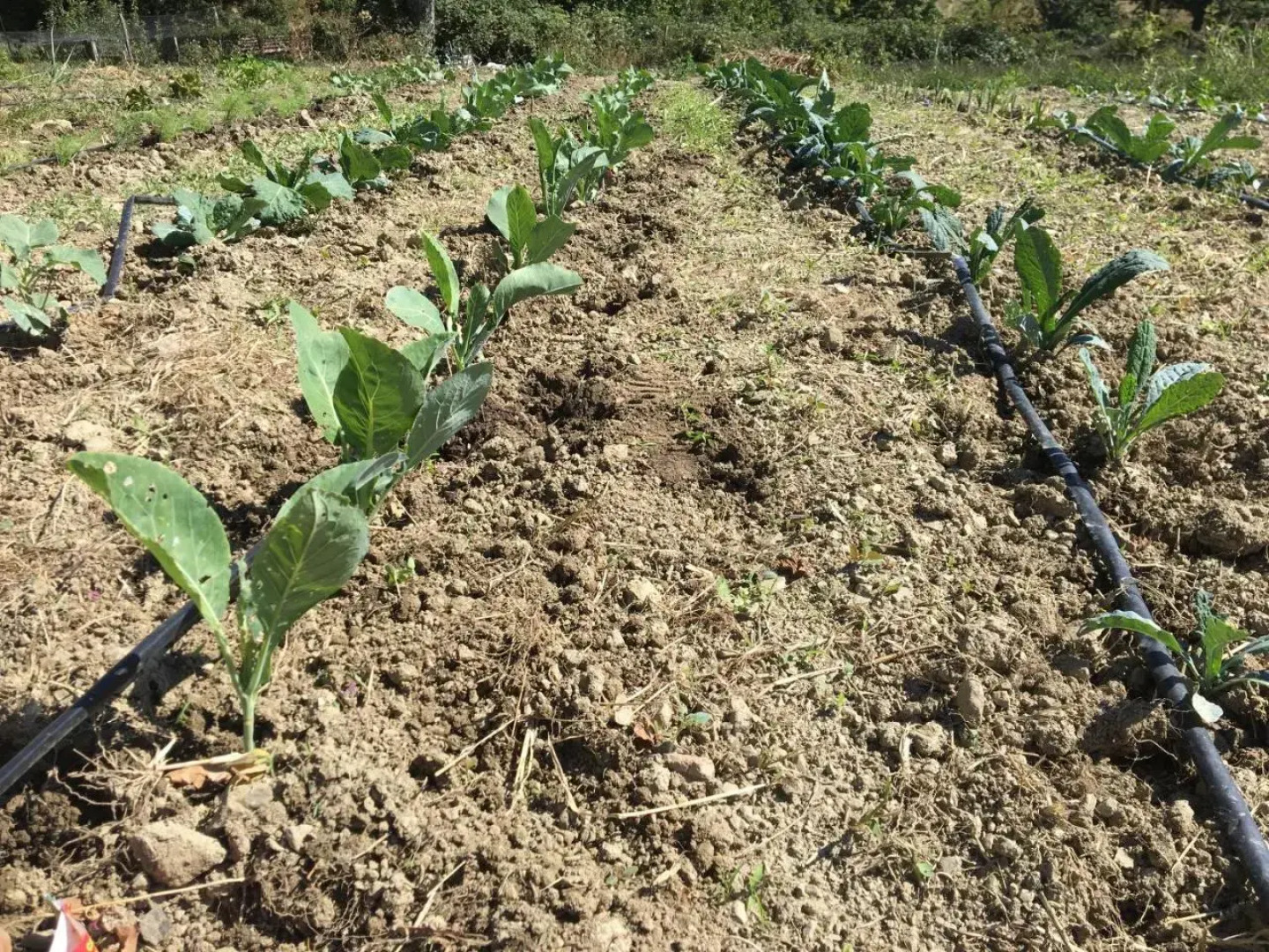 Agricola Casina Della Burraia