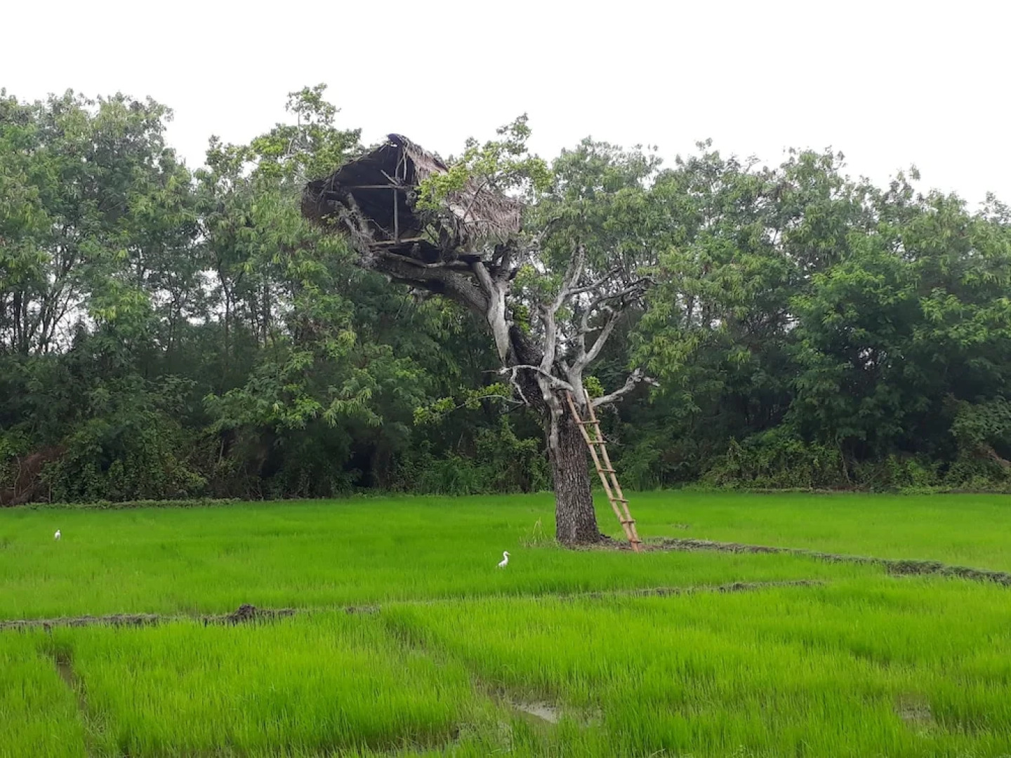 Dinstar Safari Lodge Udawalawa