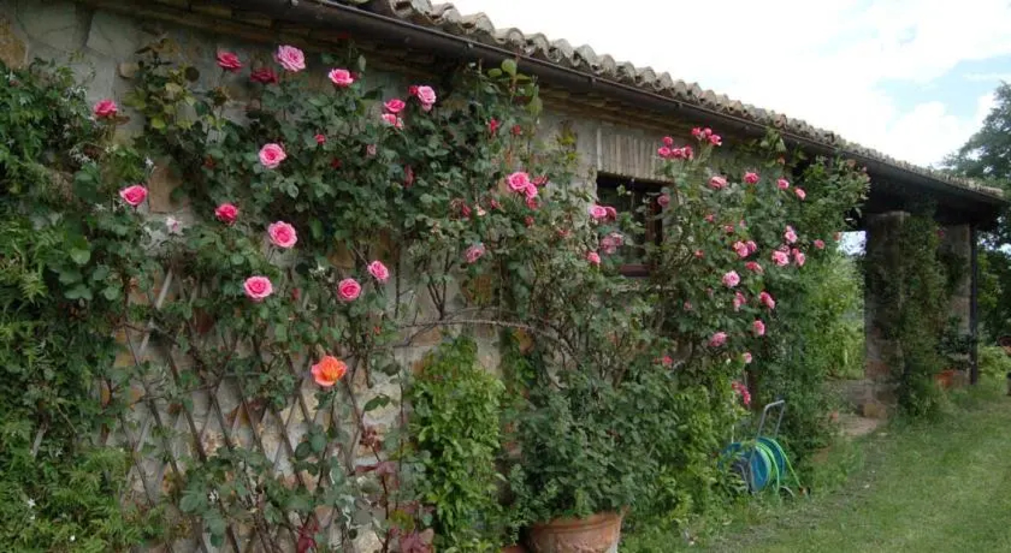 Purple Home Rose CountryHouse