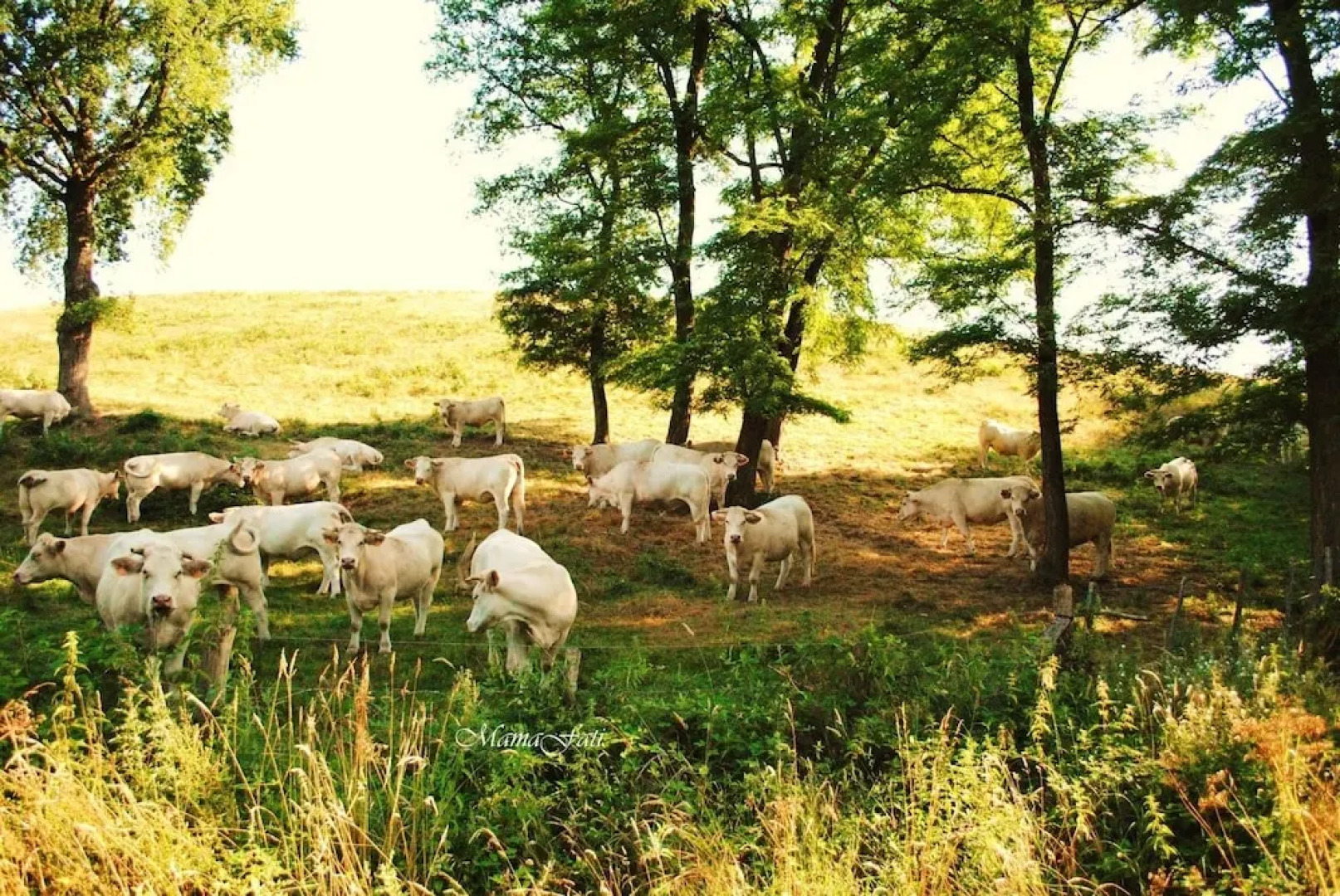 Gite Gallery 66 parc Le Pal