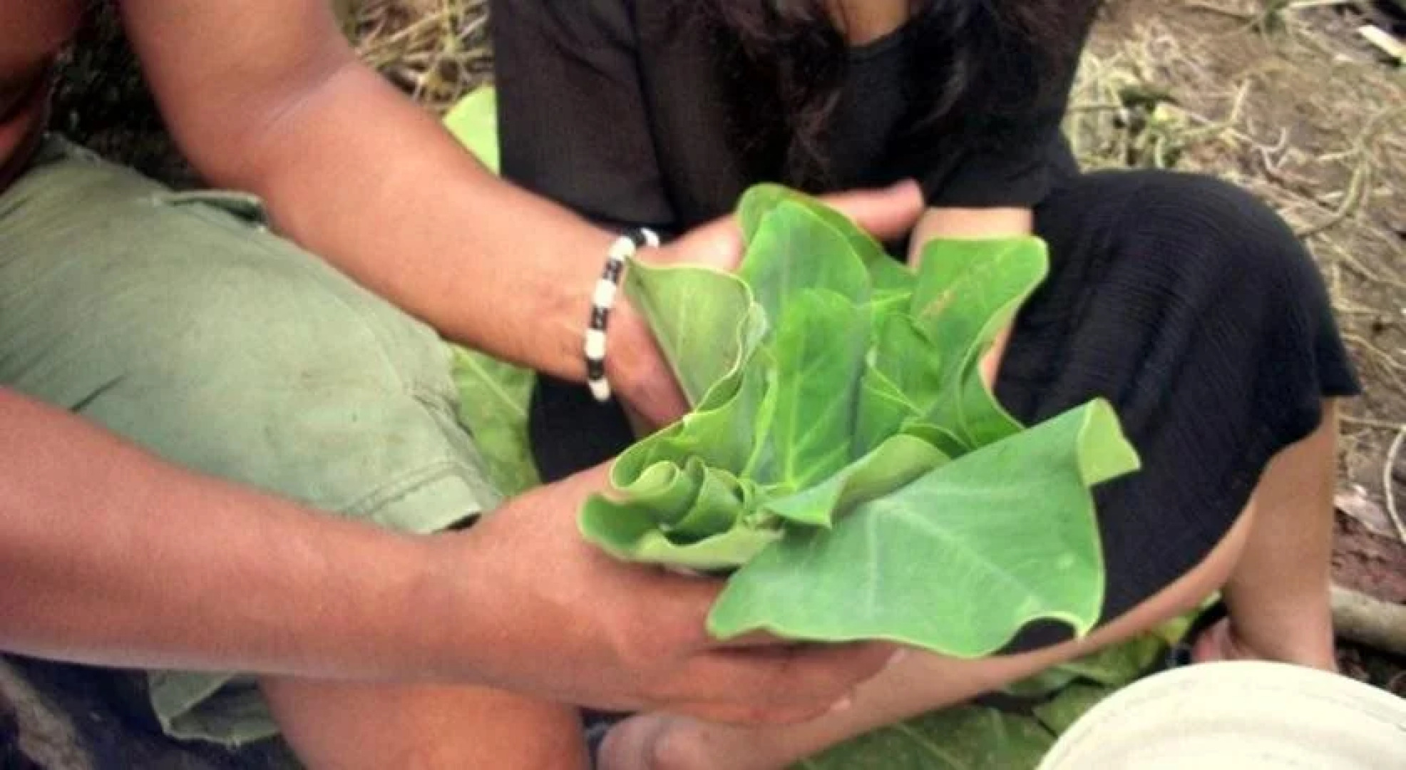 Dave Parker's Eco Lodge