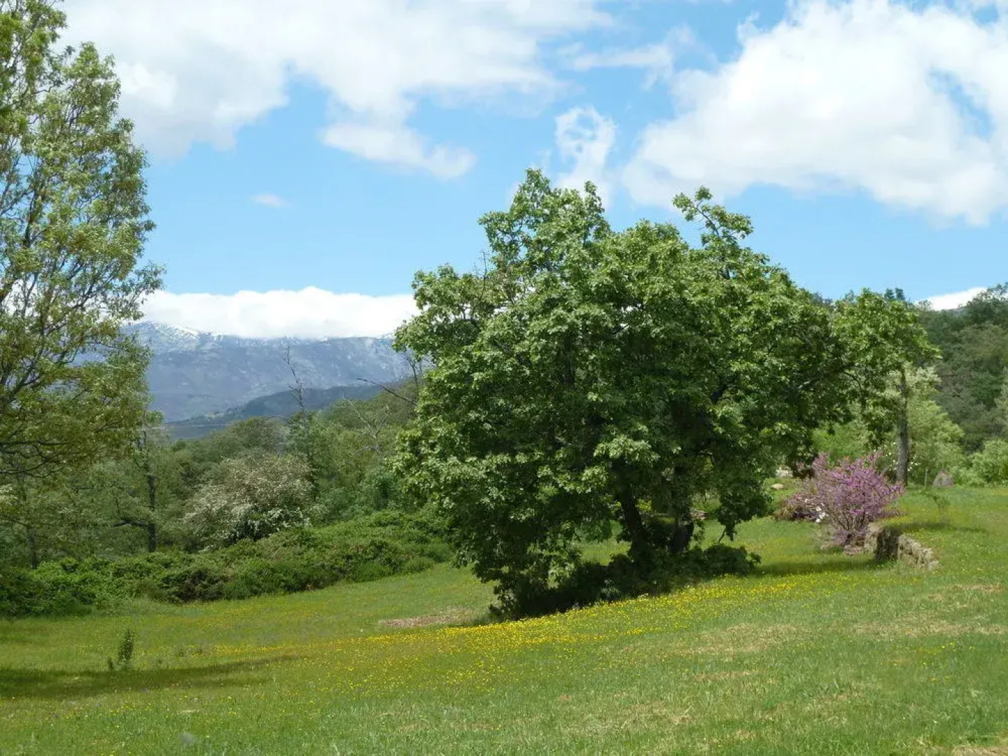 El Escondite De Pedro Malillo