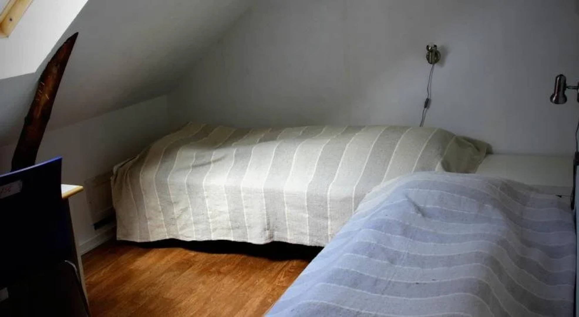 Stutteri Skandi Hest