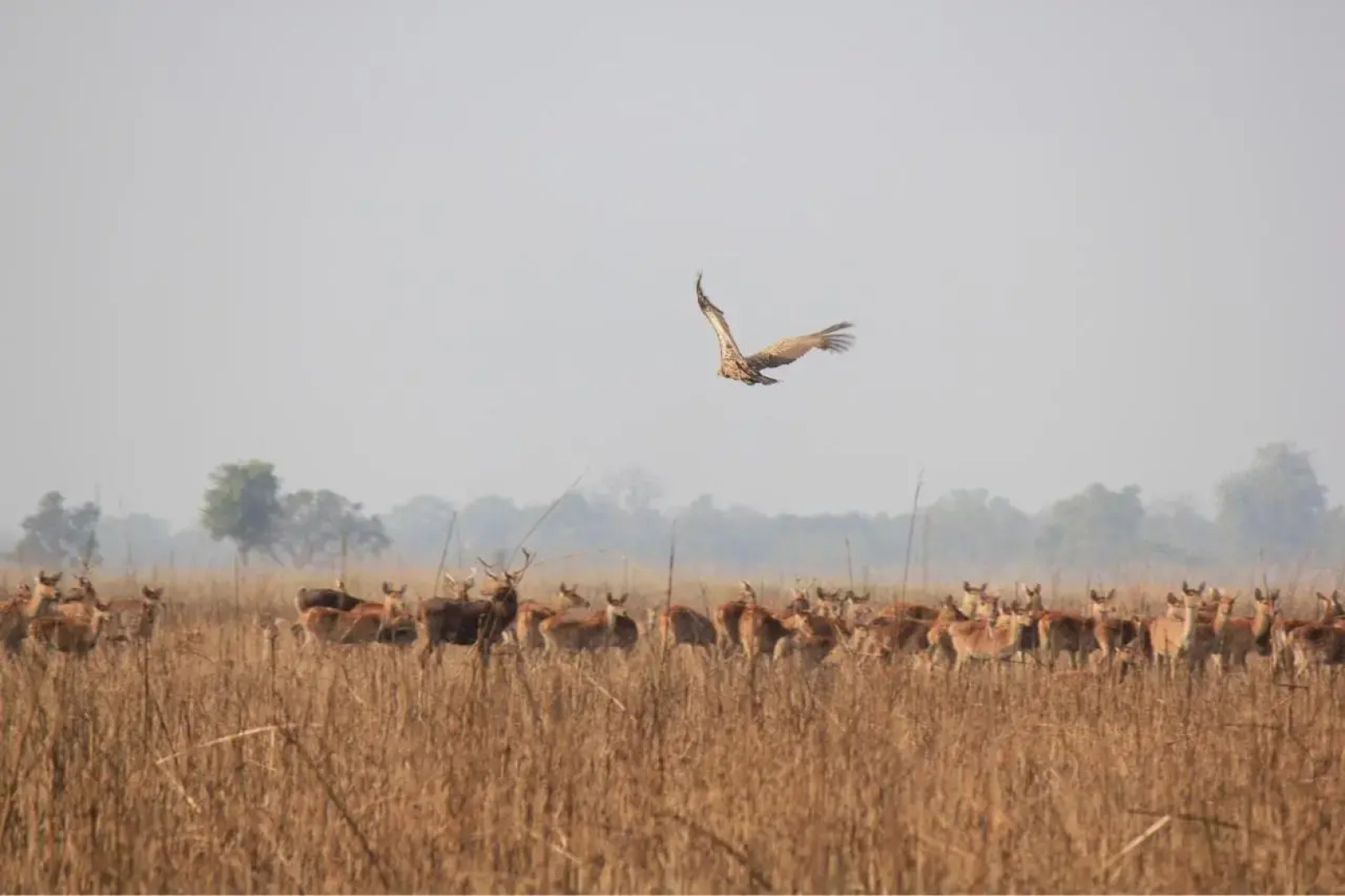 Suklaphanta Jungle Cottage