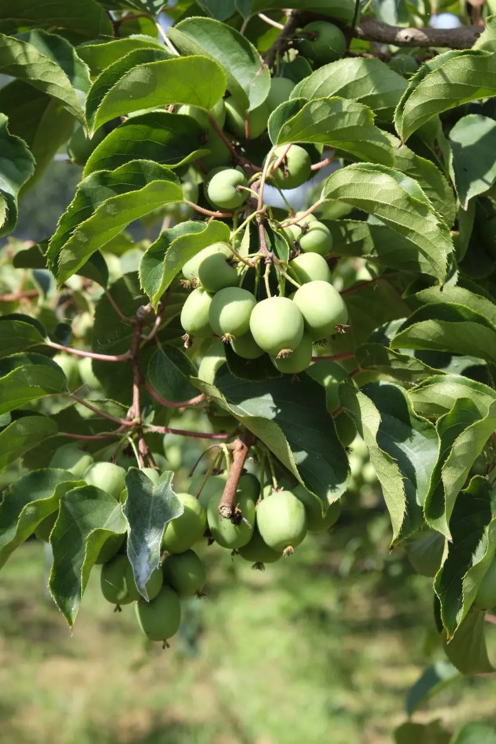 Quinta das Lavandeiras - Caldas de Vizela