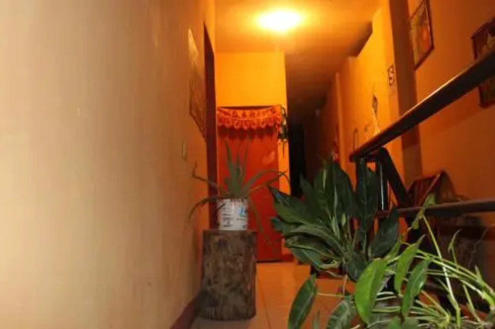 Sachahuasca Backpacker